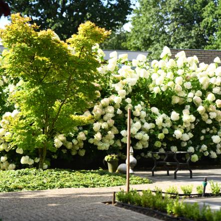 Grote pluimhortensia's 